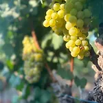 Vineyard - Over 14 Years Old Only Bed & Breakfast 4*