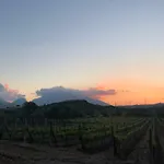 Bed & Breakfast Vineyard - Over 14 Years Old Only